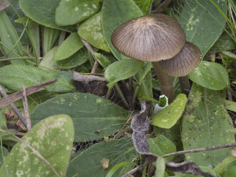 Entoloma velenovskyi